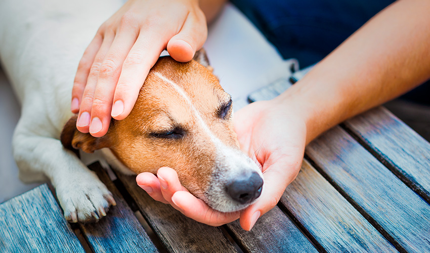 Veja como proteger o pet de infestações e entenda por que é importante evitar que o problema aconteça.