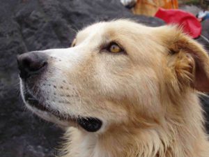 Hipertermia: o superaquecimento do corpo dos cães no calor